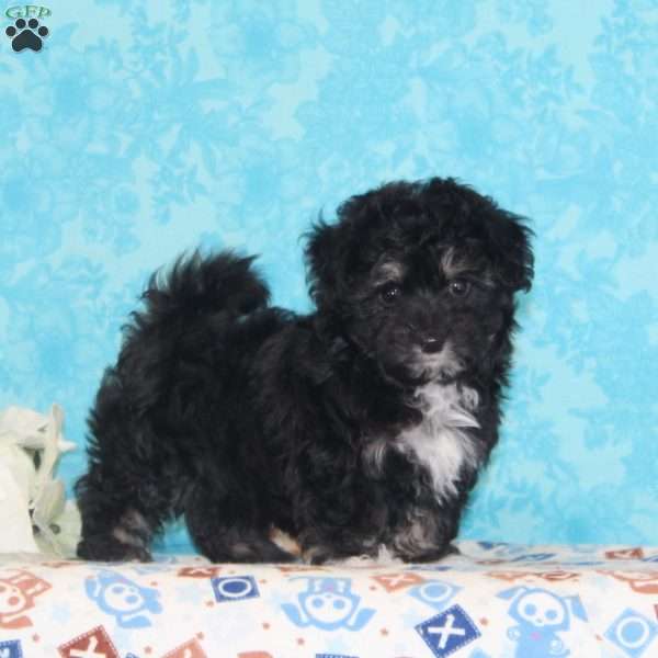 Checkers, Maltipoo Puppy